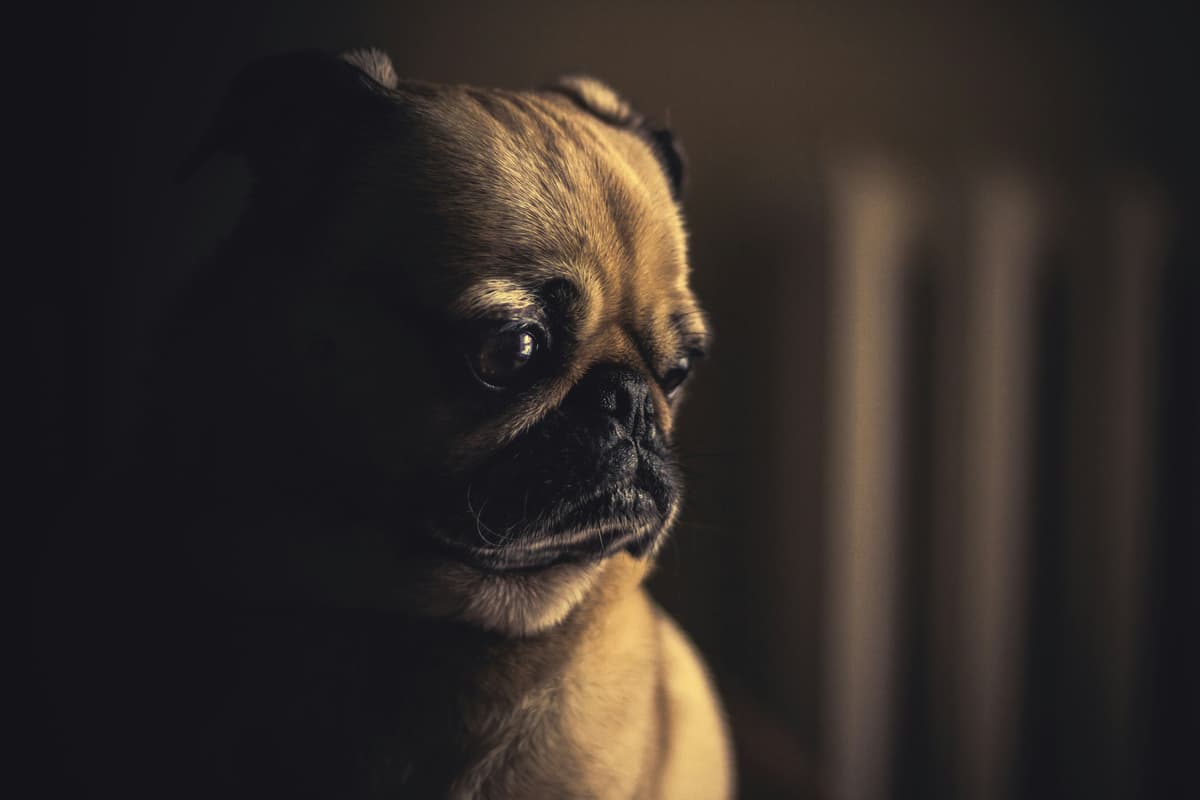 A sad expression