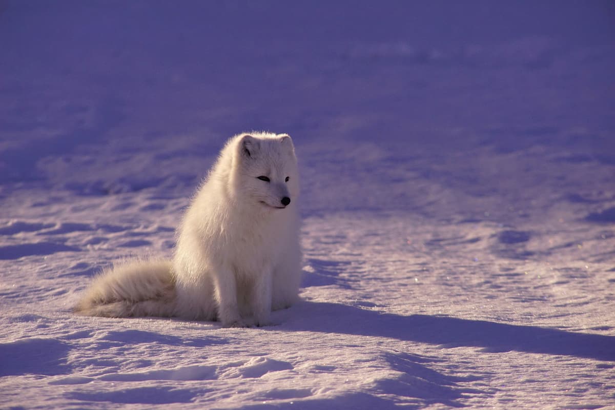 An arctic fox is deep in thought.