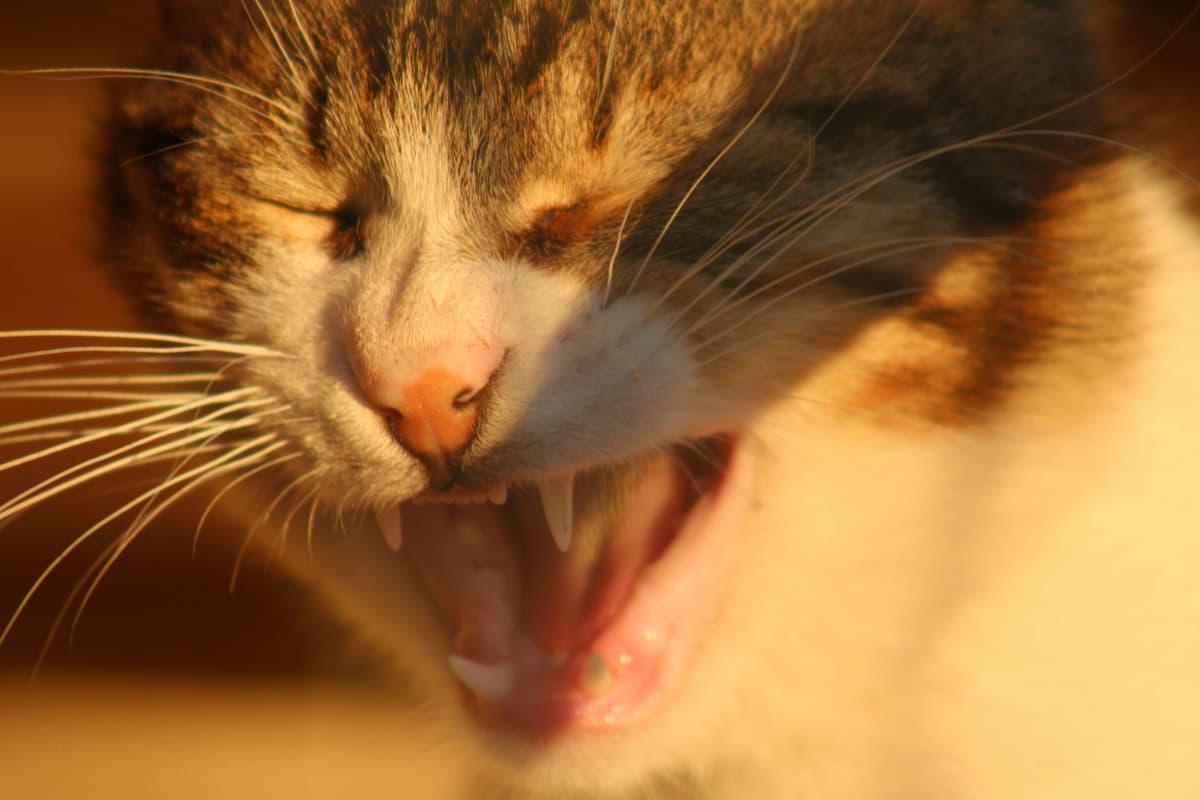 Emotional outburst