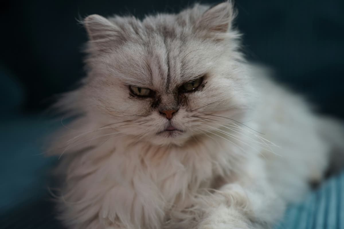 A furious cat